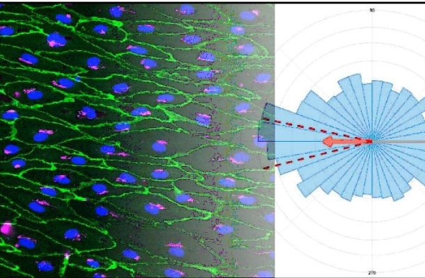 Application Note Fluigent